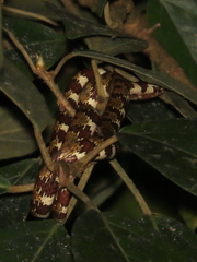 Sibon annulatus