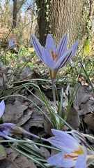 Crocus biflorus, photograph (c) Paolo Zucca, some rights reserved (CC BY)