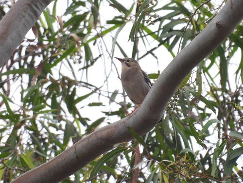 Red-billed Starling (Spodiopsar sericeus), photo 9