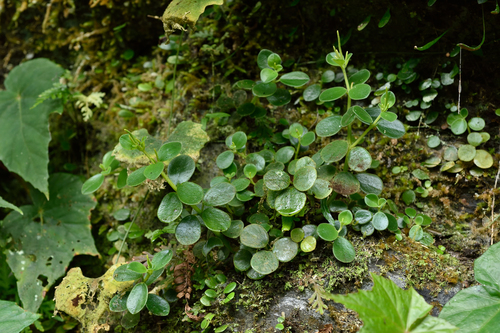 Peperomia japonica 2