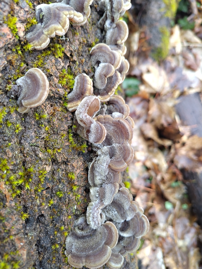 Auricularia mesenterica · February 2026 · photo: © luckilucki (iNaturalist, cc0)