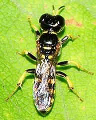 Crossocerus nitidiventris