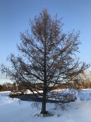Larix laricina