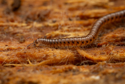 Ochre Snake Millipede, 85150 Le Girouard, France, photo 8 of 10