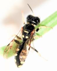 Crossocerus nitidiventris