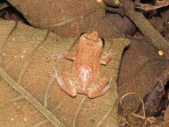 Diasporus