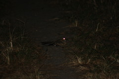 Nyctidromus albicollis