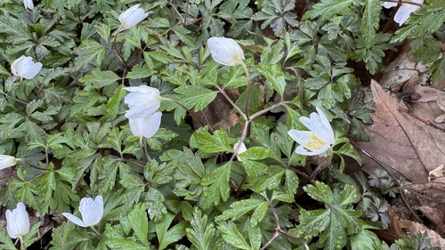 Anemone nemorosa
