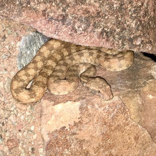 Western Keeled Snake
