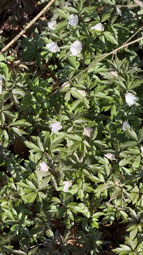 Anemone nemorosa