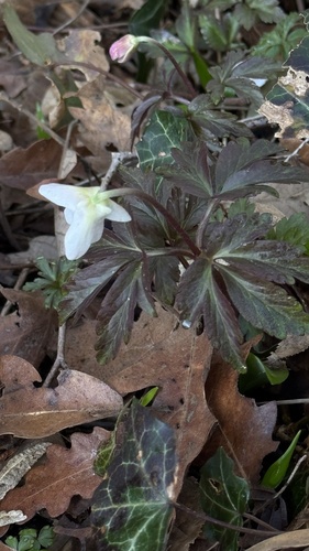 Anemone nemorosa