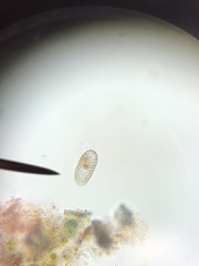Colepidae