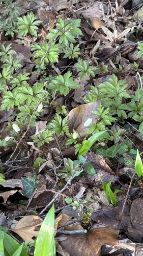 Anemone nemorosa