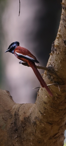 Black-headed Paradise-Flycatcher