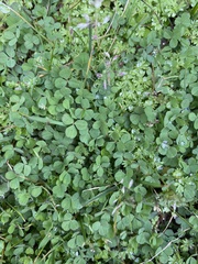 Trifolium dubium