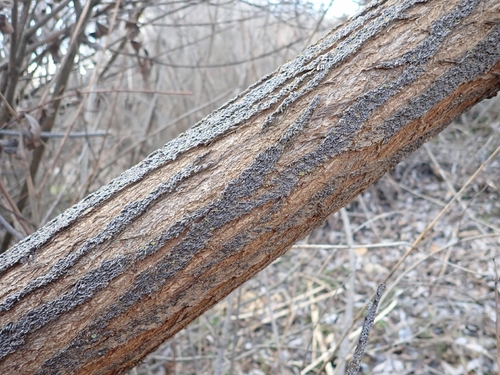 Oystershell Scale photo 2