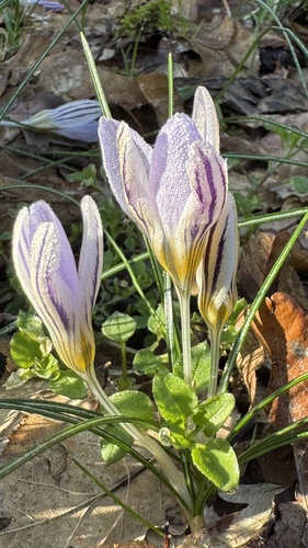 Crocus biflorus, photograph 3