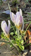 Crocus biflorus, photograph (c) Paolo Zucca, some rights reserved (CC BY)