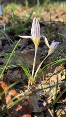Crocus biflorus, photograph (c) Paolo Zucca, some rights reserved (CC BY)