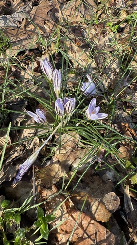 Crocus biflorus, photograph 5