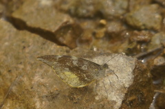 Lieinix nemesis nayaritensis