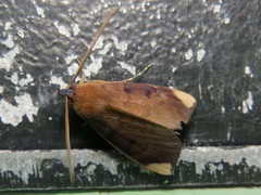 Ceromacra fuliginea