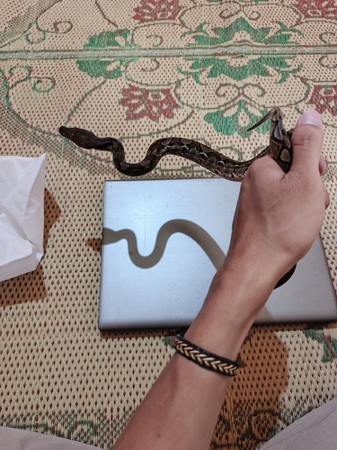 Malayopython reticulatus