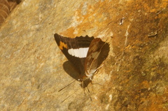 Adelpha pithys