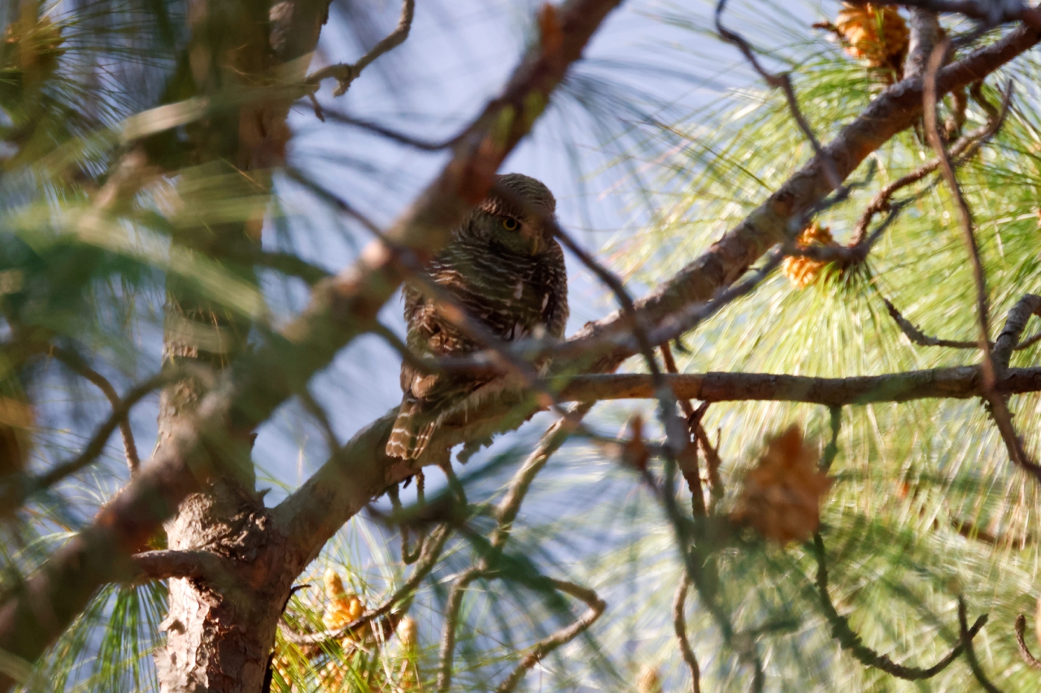 Asian Barred Owlet (Glaucidium cuculoides), photo 7