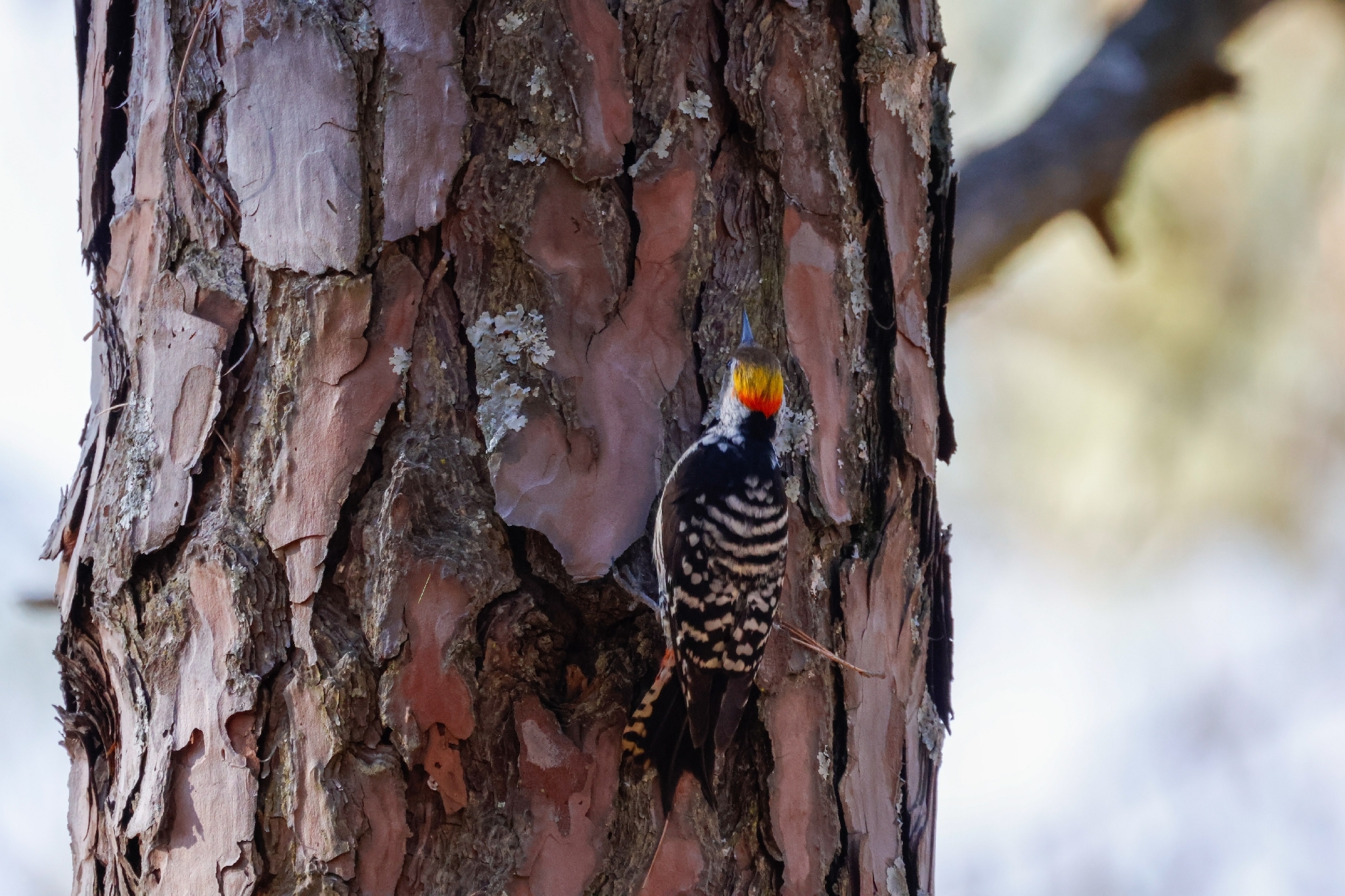 Brown-fronted Woodpecker (Dendrocoptes auriceps), photo 1