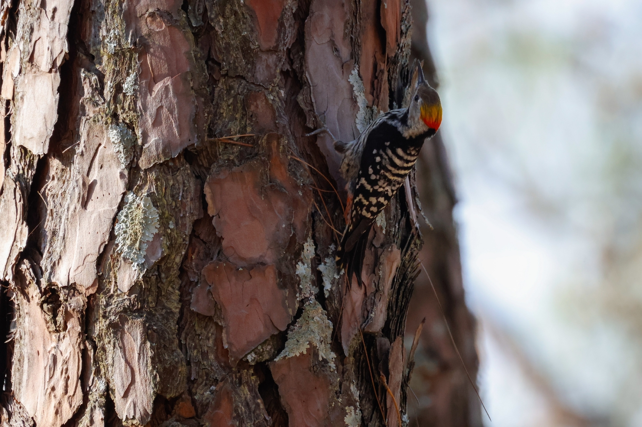 Brown-fronted Woodpecker (Dendrocoptes auriceps), photo 2