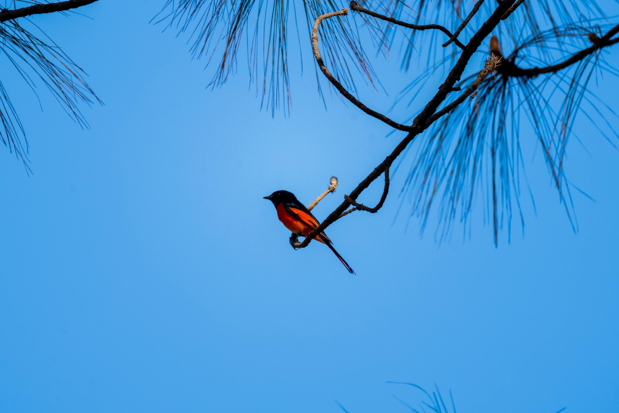 Long-tailed Minivet (Pericrocotus ethologus), photo 5