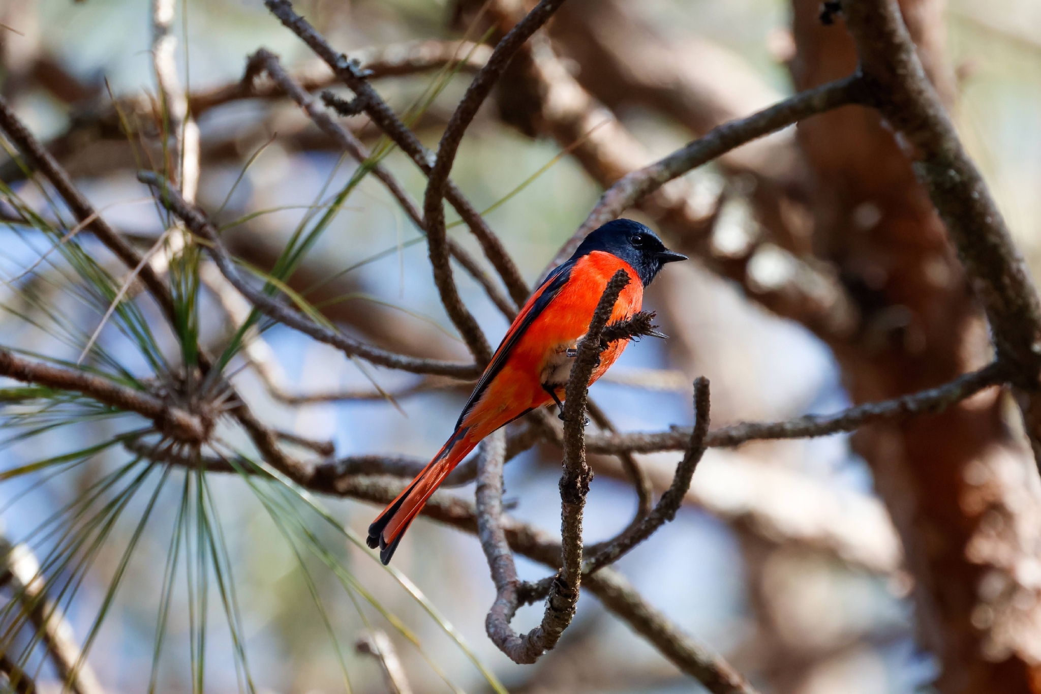 Long-tailed Minivet (Pericrocotus ethologus), photo 6