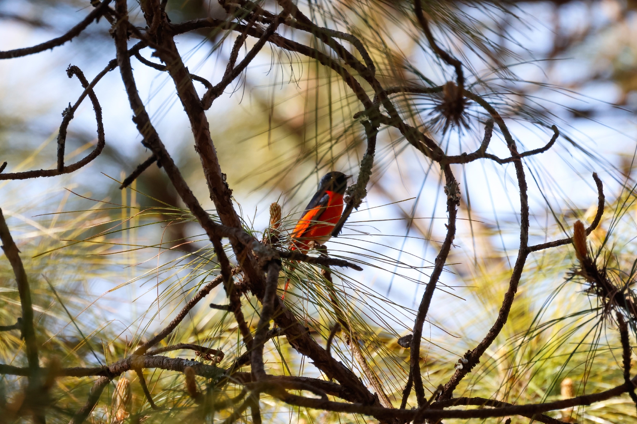 Long-tailed Minivet (Pericrocotus ethologus), photo 7