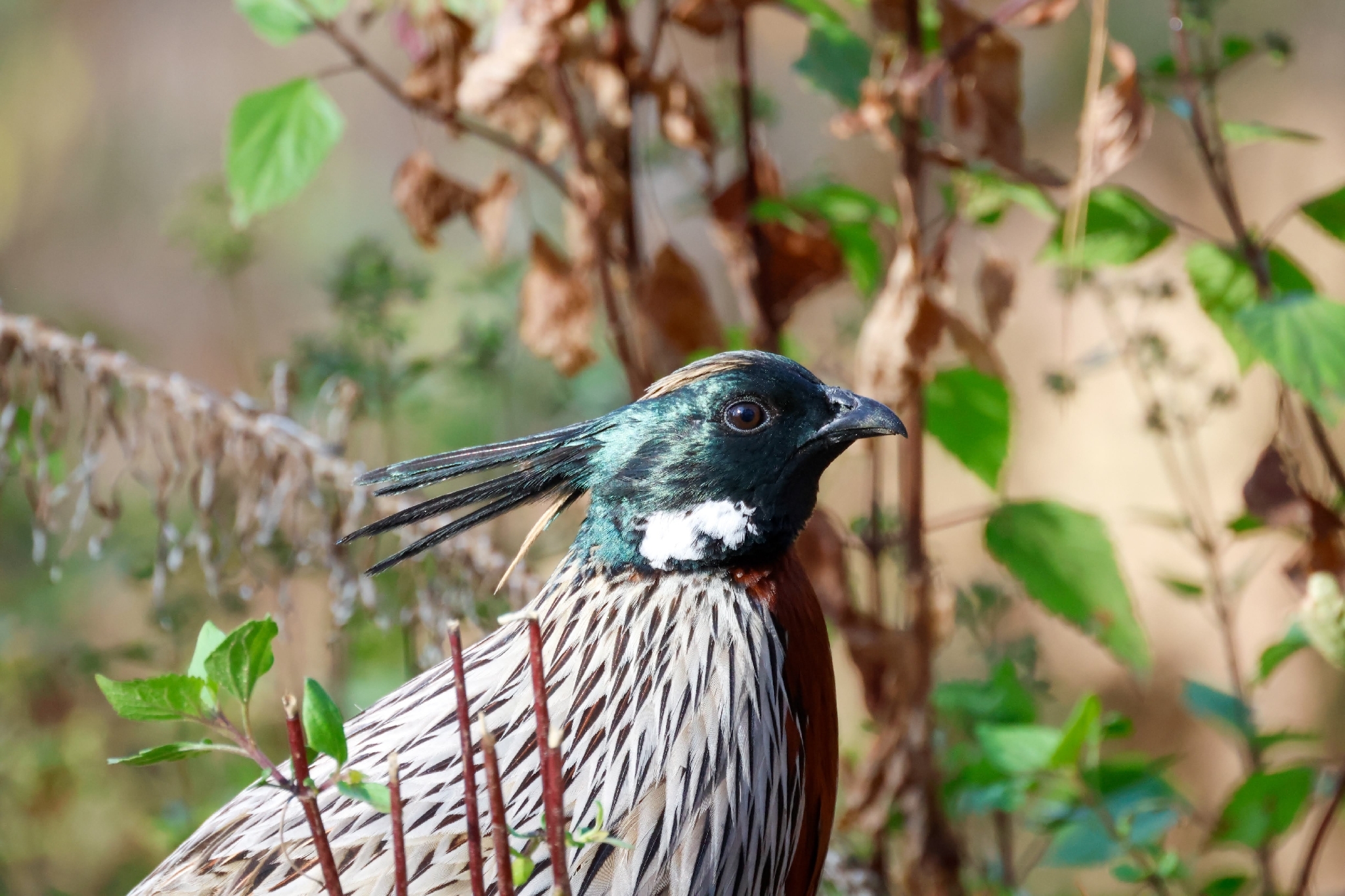 Koklass Pheasant (Pucrasia macrolopha), photo 2