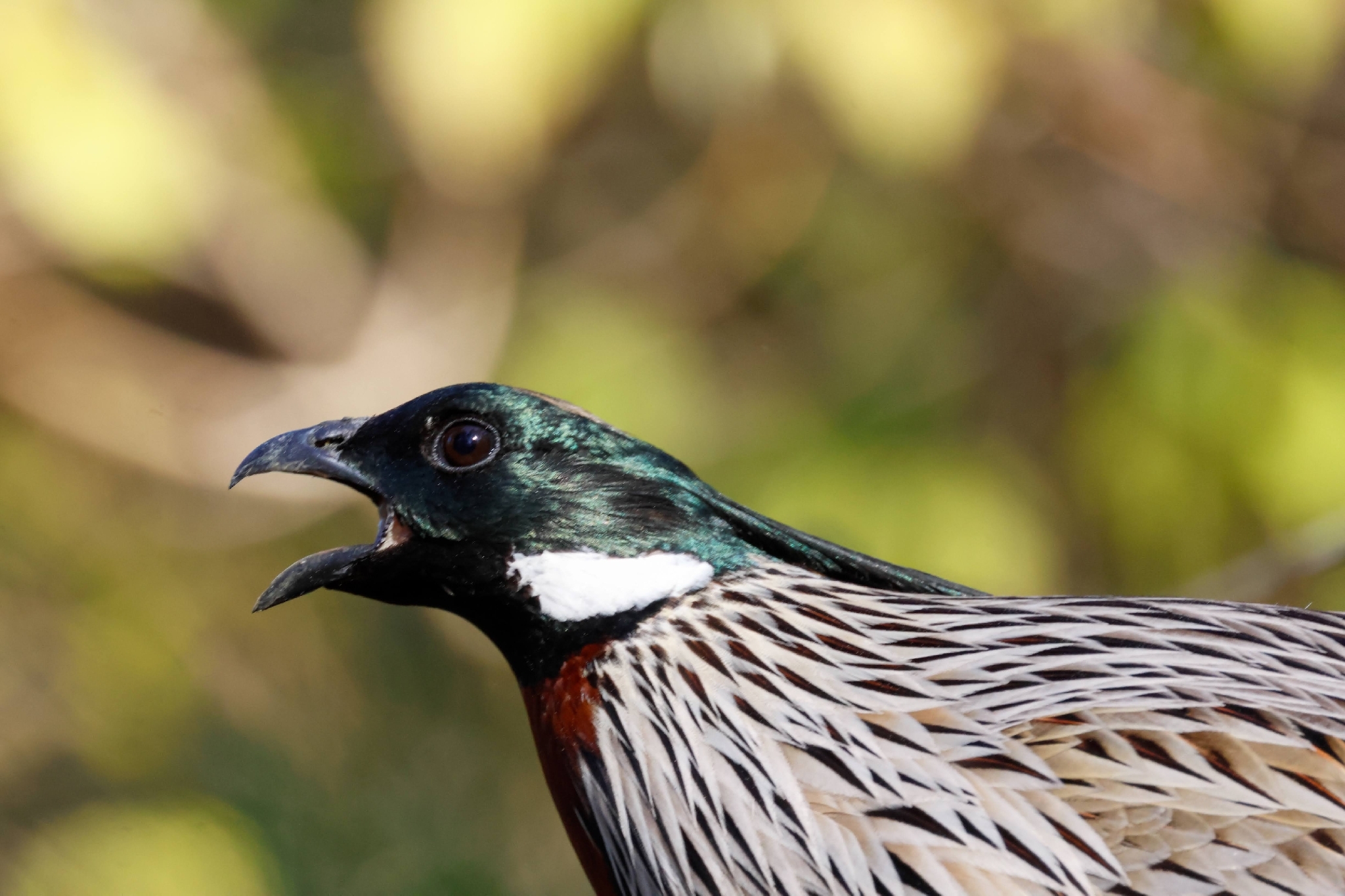 Koklass Pheasant (Pucrasia macrolopha), photo 3