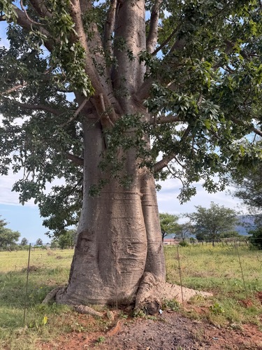 African baobab