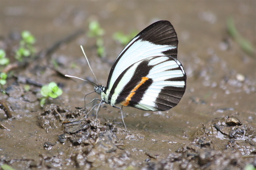 Butterflies of Ecuador
