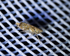 Errastunus ocellaris