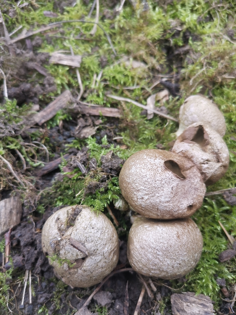 Apioperdon pyriforme · February 2026 · photo: © durhambirder (iNaturalist, cc0)