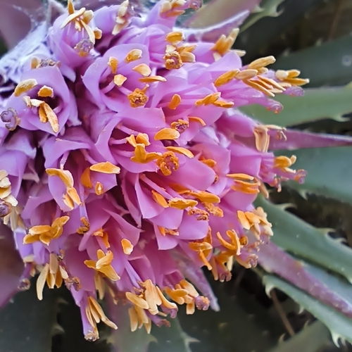 Tresco Rhodostachys (Ochagavia carnea)