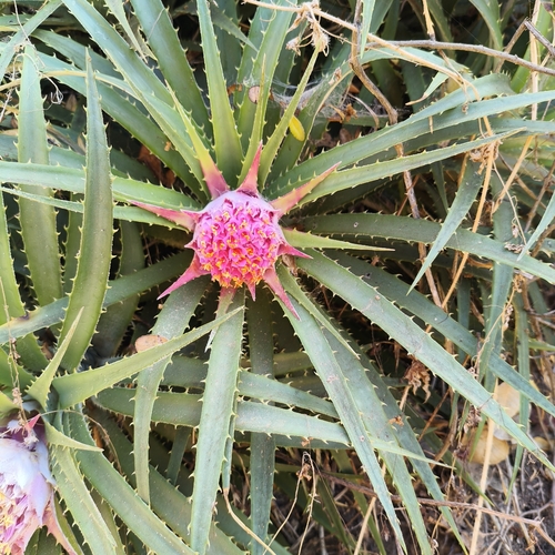Ochagavia carnea, photograph 4