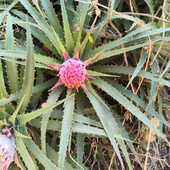 Ochagavia carnea, photograph author not stated, no rights reserved