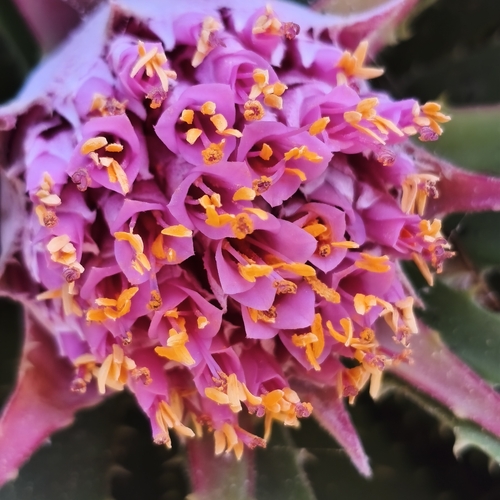 Ochagavia carnea, photograph 5
