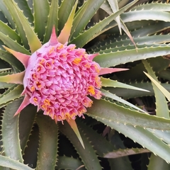 Ochagavia carnea, photograph author not stated, no rights reserved