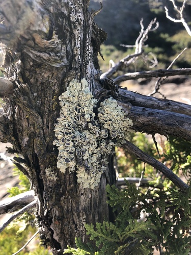 Common Lichens
