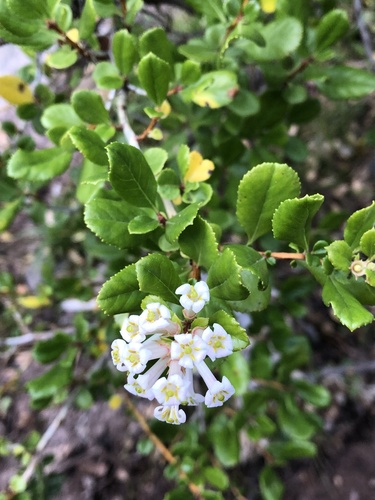Escallonia myrtoidea