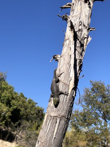 Blue-Green Smooth-throated Lizard