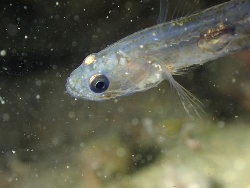 Transparent Goby, photo 4 of 9
