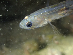 Transparent Goby photo 4